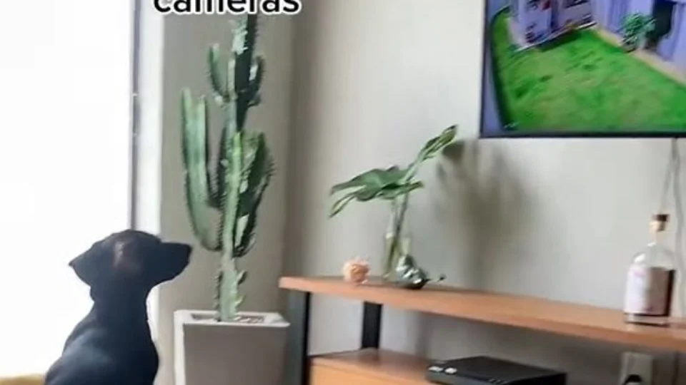 Cão salsicha é flagrado pela tutora vigiando a casa pelas câmeras em SP