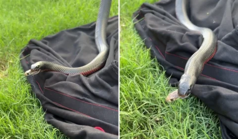 VÍDEO: cobra devorada tenta escapar pela boca de outra serpente em cena rara