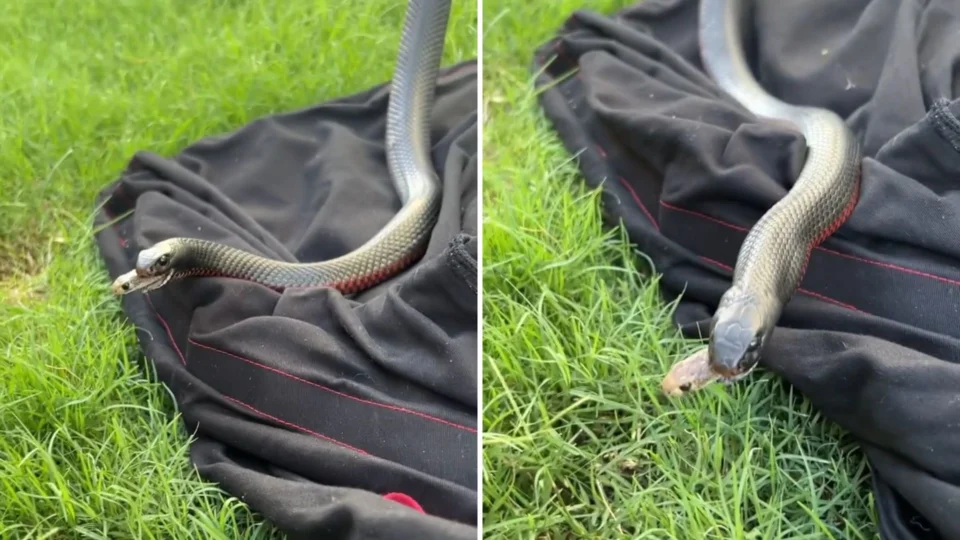 VÍDEO: cobra devorada tenta escapar pela boca de outra serpente em cena rara