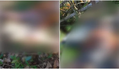 VÍDEO: corpo em decomposição é encontrado em ramal do município de Iranduba-AM