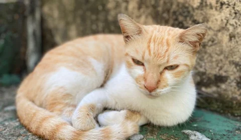 Confira 7 cuidados básicos com saúde dos gatos que todo tutor precisa saber