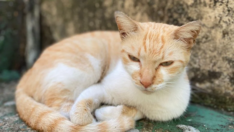 Confira 7 cuidados básicos com saúde dos gatos que todo tutor precisa saber