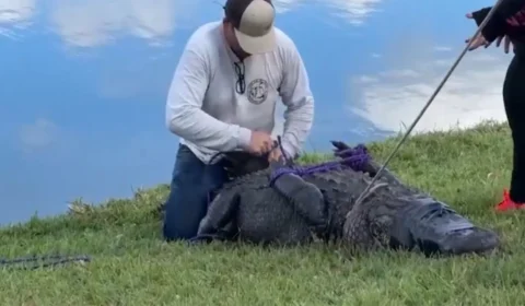 VÍDEO: jacaré mata mulher de 85 anos que passeava com cachorro na Flórida