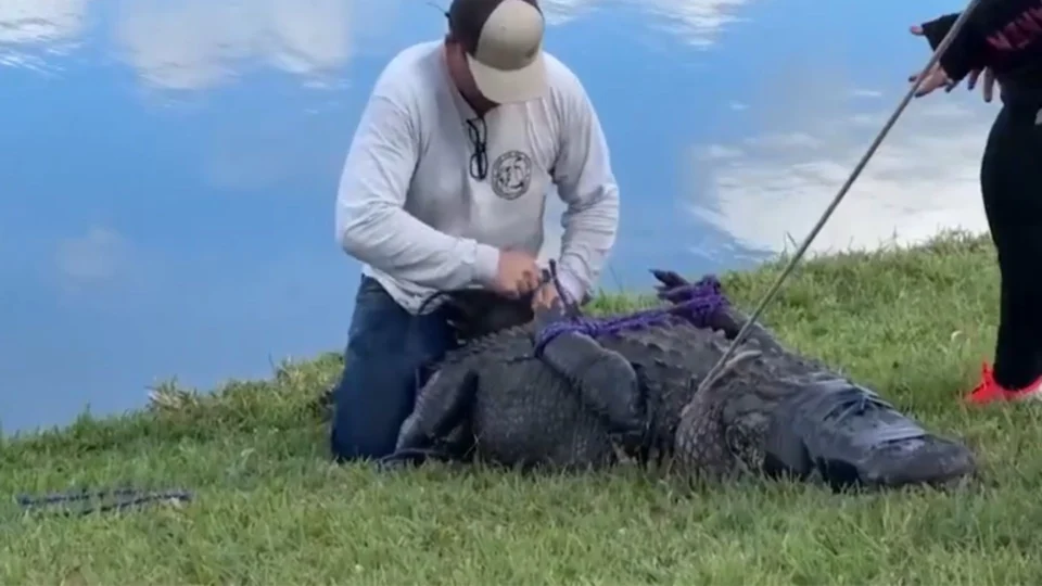 VÍDEO: jacaré mata mulher de 85 anos que passeava com cachorro na Flórida