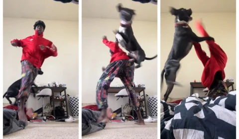 TikToker dos EUA recebe ‘voadora’ de cão durante gravação de dancinha