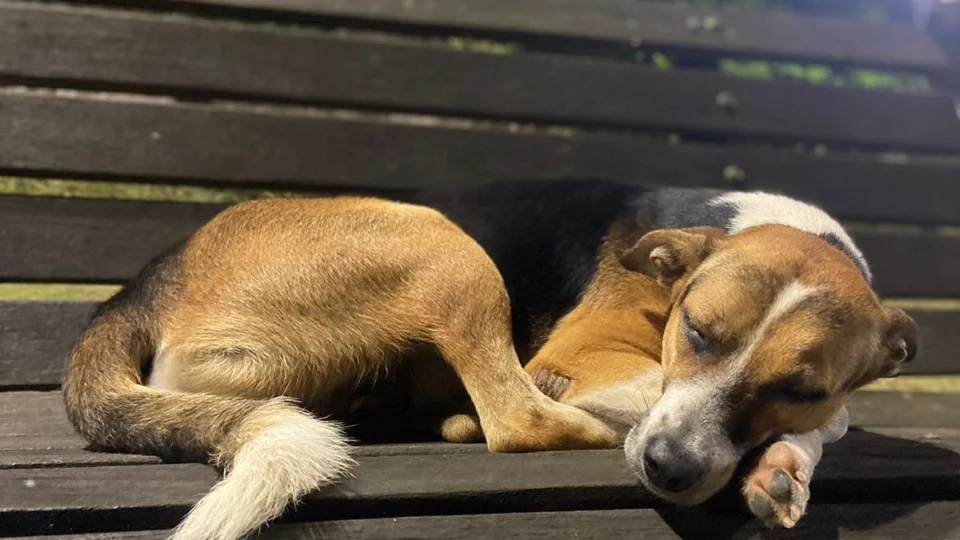 Confira 5 dicas para sono perfeito do seu cachorro