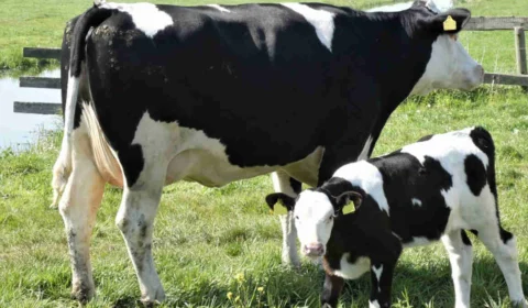 Exportação de carne bovina é suspensa após caso de ‘vaca louca’ no PA