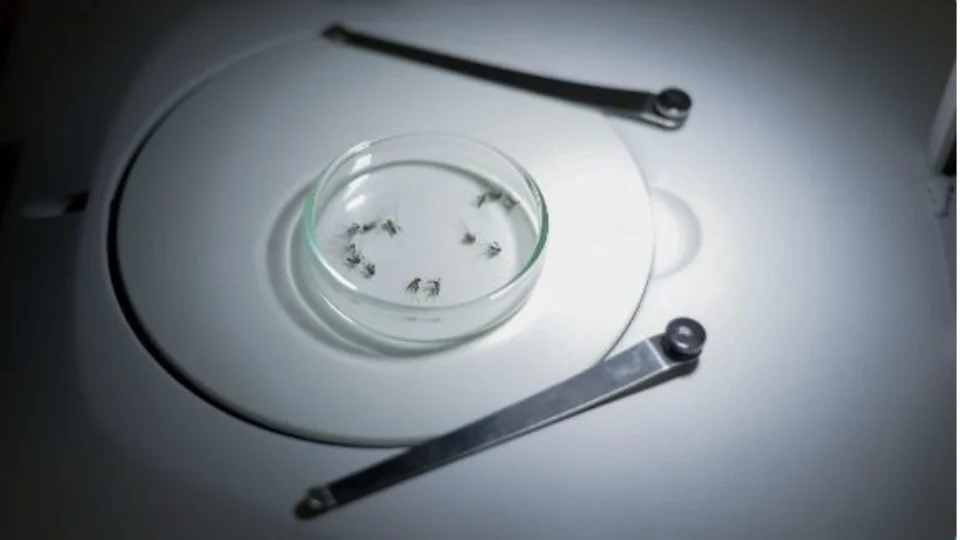 Casos de chikungunya crescem 255% no Tocantins, alerta Secretaria de Saúde