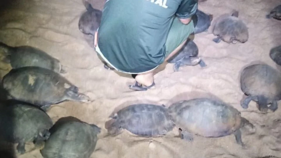 Órgãos ambientais apreendem 116 tartarugas e 380 quilos de pescados em RR