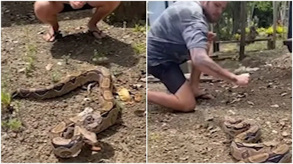 VÍDEO: homem deixa jiboia morder braço para mostrar que ‘ela não é peçonhenta’