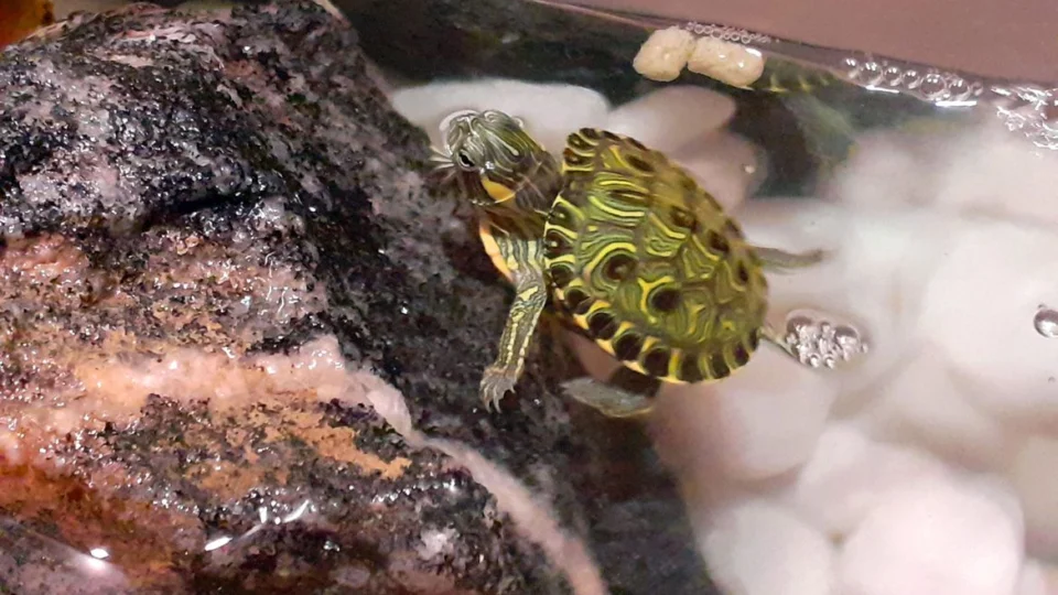 Ecossistemas: 118 animais brasileiros são considerados invasores no país