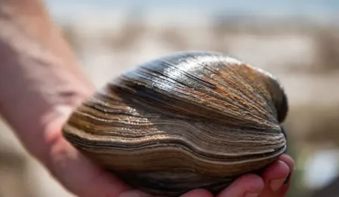 Molusco gigante de 200 anos é encontrado na praia da Flórida, nos EUA