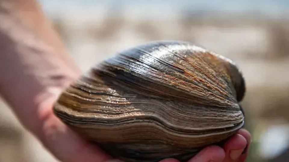 Molusco gigante de 200 anos é encontrado na praia da Flórida, nos EUA