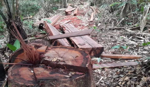 Fiscalização combate desmatamento em Presidente Figueiredo, no AM