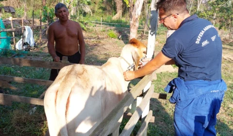Febre aftosa: vacinação contra doença que afeta gados encerra no domingo, 30