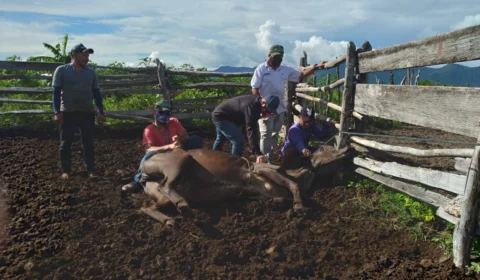 Febre aftosa: vacinação em comunidades indígenas começa segunda, em RR