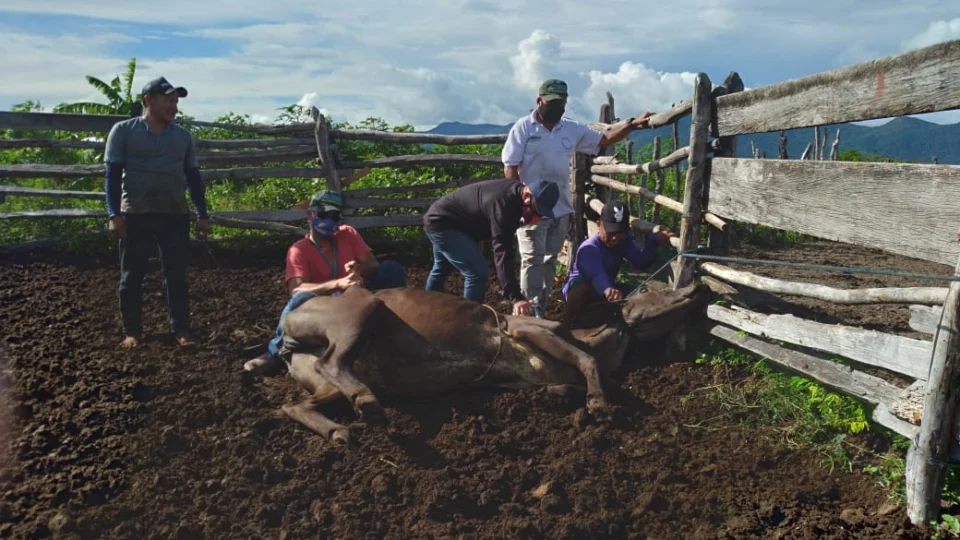 Febre aftosa: vacinação em comunidades indígenas começa segunda, em RR