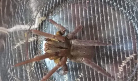 Aranha-armadeira, mais perigosa do mundo, é encontrada em residência de SC