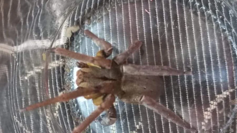 Aranha-armadeira, mais perigosa do mundo, é encontrada em residência de SC