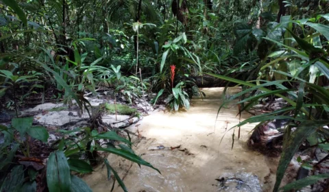 Estudo avalia papel das florestas na redução dos efeitos das secas no AM
