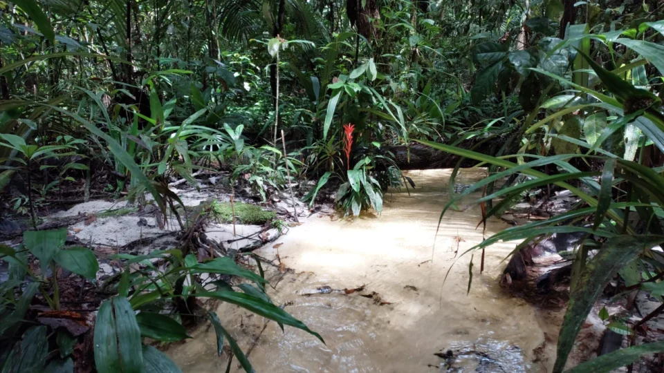 Estudo avalia papel das florestas na redução dos efeitos das secas no AM