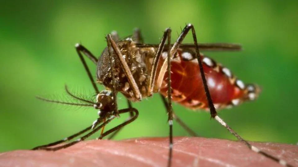 Dengue: regiões do AM passam por período sazonal da transmissão da doença