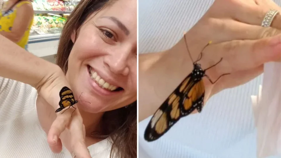 Mulher é ‘adotada’ por borboleta que passeia com ela em Florianópolis