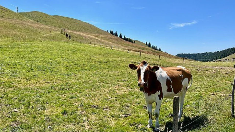 Vacinação contra febre aftosa começa em 8 municípios do AM na segunda, 1º
