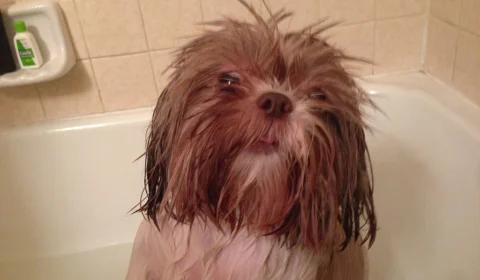 Confira dicas preciosas sobre cuidados com pets em dias de chuva