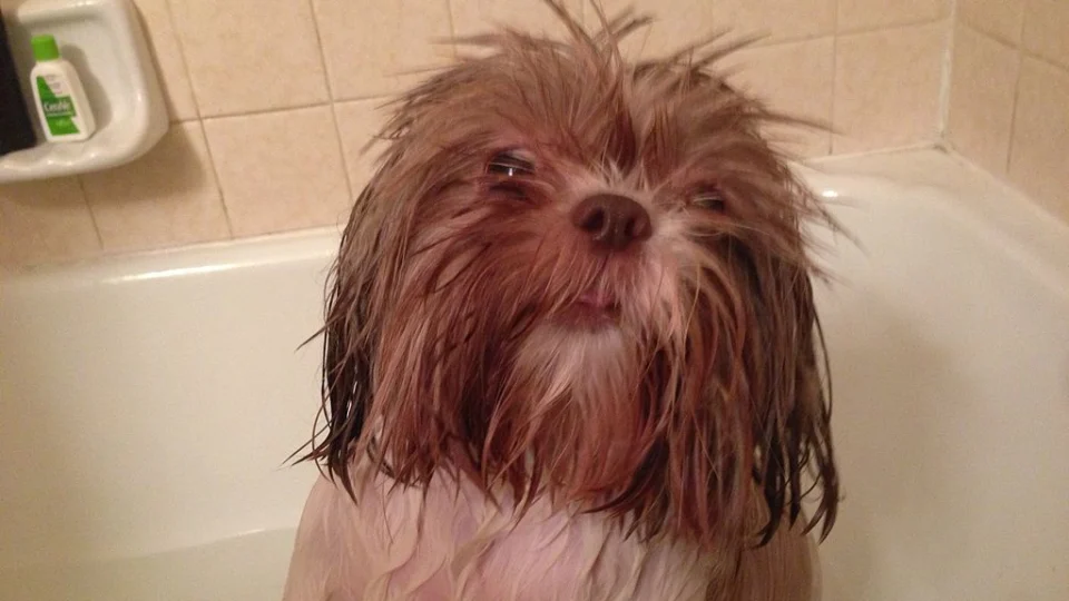 Confira dicas preciosas sobre cuidados com pets em dias de chuva