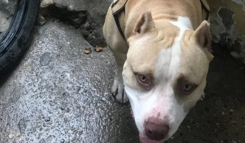 Cachorro pitbull é morto a facadas após briga na Zona Leste de Manaus