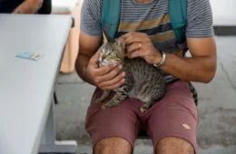 Esporotricose: doença que atinge humanos e animais registra aumento de casos no Amazonas