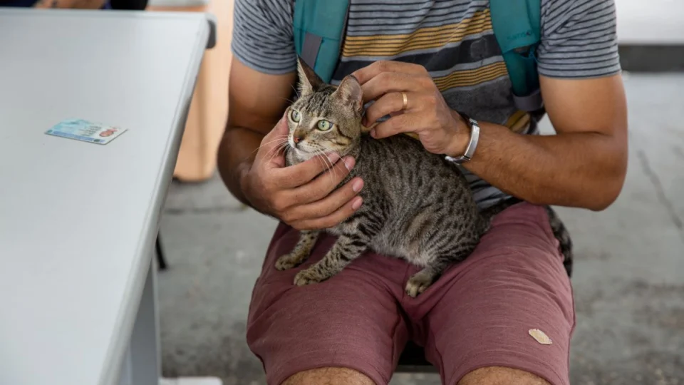 Saúde registra 30 casos de esporotricose humana em 2023 no Amazonas