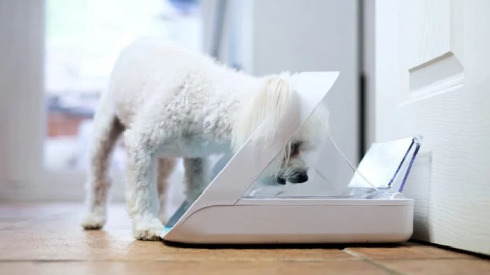 Pets: confira 4 tendências de 2023 na área da tecnologia de monitoramento