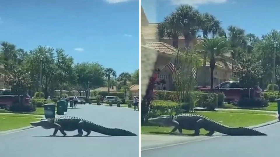 VÍDEO: jacaré de 3 metros é visto atravessando rua em residencial nos EUA