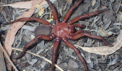 Nova espécie de aranha gigante é ameaçada de extinção na Austrália