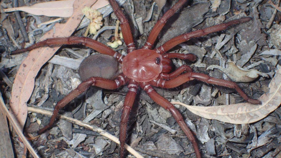 Nova espécie de aranha gigante é ameaçada de extinção na Austrália