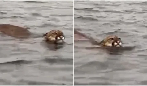 VÍDEO: homem grava onça suçuarana nadando no interior do AM