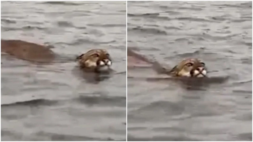 VÍDEO: homem grava onça suçuarana nadando no interior do AM