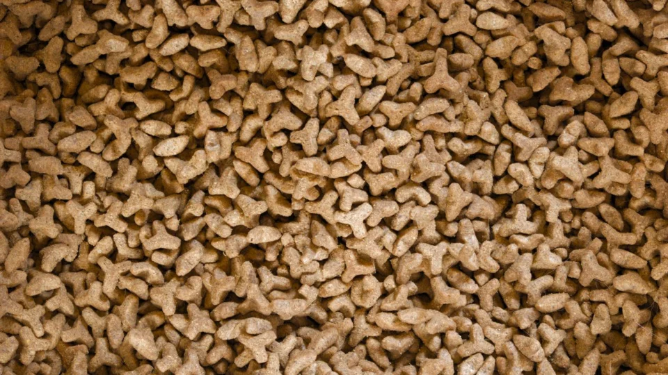 Projeto de lei propõe banco público de ração para animais no Tocantins