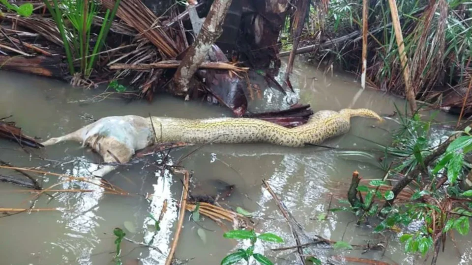 VÍDEO: sucuri morre engasgada ao tentar comer cachorro em fazenda de Tocantins