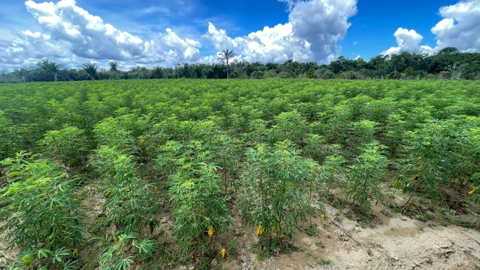 Dia da Mandioca: Amazonas destaca incentivos à produção de agricultores