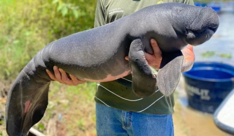 Filhotes de peixe-boi são resgatados em Parintins, após denúncias