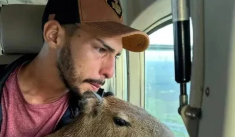 Capivara ‘Filó’: influencer se despede e entrega animal ao Ibama, em Manaus