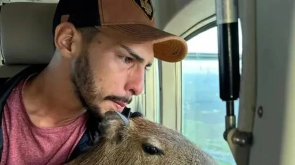 Capivara ‘Filó’: influencer se despede e entrega animal ao Ibama, em Manaus