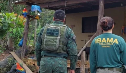 Animais silvestres utilizados como atração turística são resgatados no AM