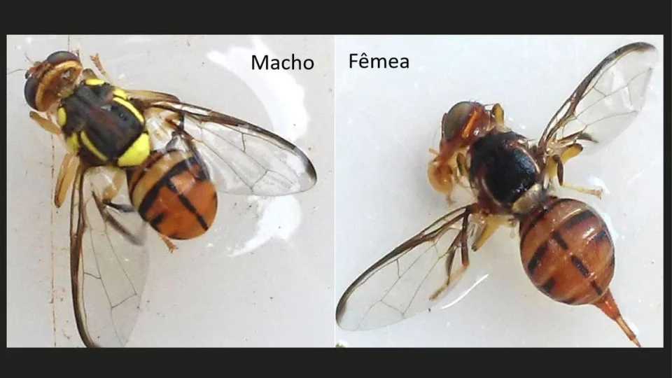 Roraima está em quarentena por conta da mosca da carambola