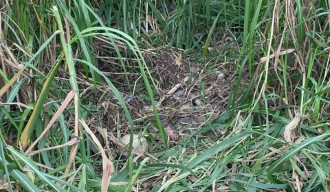 Ossada humana é encontrada em área de mata na Zona Leste de Manaus