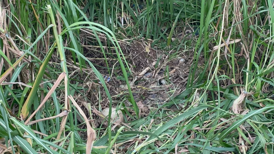 Ossada humana é encontrada em área de mata na Zona Leste de Manaus