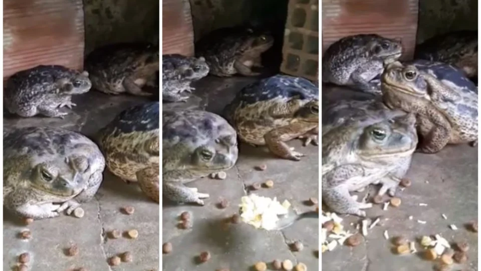 Vídeo: ‘Comem na colher’, diz vigilante que cria 10 sapos em casa, no Ceará
